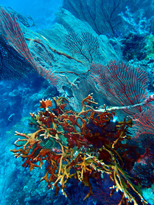 Several large ruddy sea fans waving behind a staghorn coral