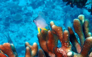 Several white fish with yellow pectoral fins hover among coral