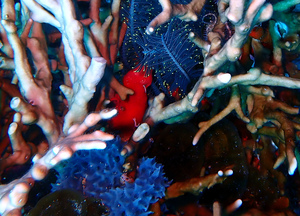 Red and blue sponges nestled within staghorn coral, with a 