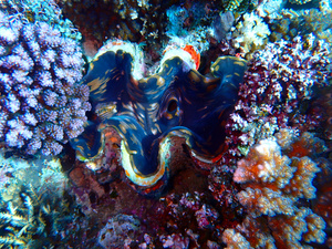 A blue and brown Tridacna clam