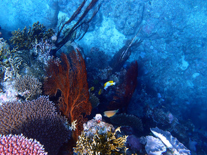 Tellow, white and black fish near a large brownn sea fan, and pink, blue and tan hard corals