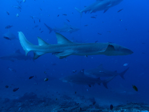 Nurse shark in foreground, with bull sharks in background