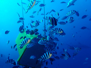 Yellow chum bin with lid closed, surrounded by Sergeant Majors and Moorish Idols