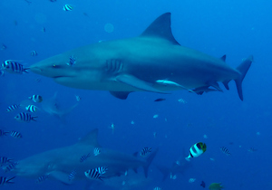 Two Bull sharks with a butterfly fish and many sergeant majors