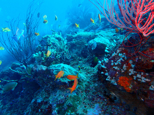 Small school of orange and yellow fish and bright red and orange branching coral