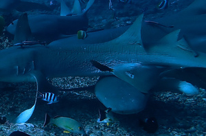 Closeup of wrinkly dorsal skin of one nurse shark, along with torn dorsal fin