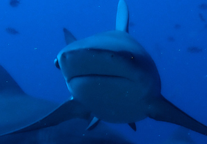 Bull shark approaching almost head-on