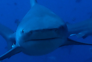 Bull shark head-on