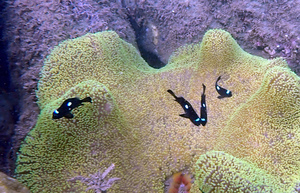 Black with three white patches fish hanging out near a short-tentacled anemone