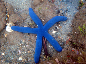 Blue five-armed sea star