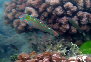 Wrasse with green head and red fracture lines, and five white dorsal spots