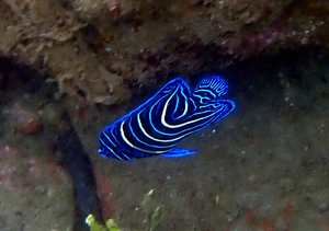 Angelfish with alternating bright blue and white curved bars, with blue outlined margin