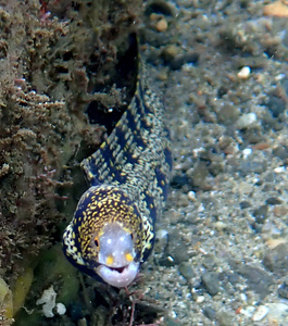 Snow flake eel with gold-irises and yellow nares