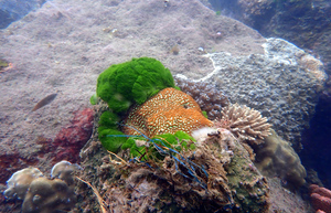 Orange, green, red and white corals, with some blue strands of plastic from a tarp