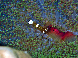 20mm shrimp with black bands on its legs and white bands on its body is perched in a sea anemone
