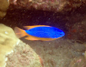 Brilliant blue damselfish with yellow tail and fins