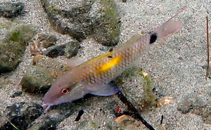 Silvery bottom-dwelling fish with yellow abdominal patch and black bar on tail
