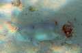 Burrowing Fish