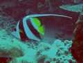 Longfin Bannerfish