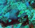 Moustache Triggerfish