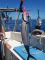 Rainbow Runner