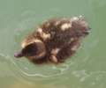 duckling