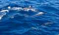 spinner dolphins