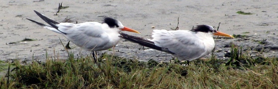 Two wind-blown white and black birds