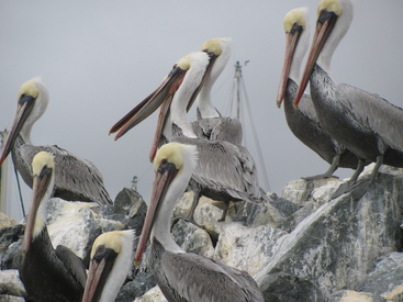 Dozen Pelicans on Whitewashed Breakwater Rocks