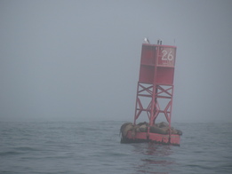 Sea Lions on Buoy on Foggy Day