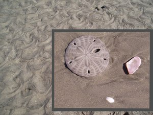 Beach at Bahia Santa Maria