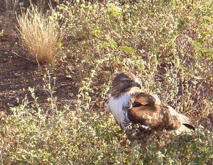 A raptor perched in low bushes
