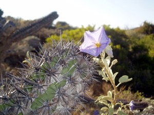Cactus with Flower and Moth