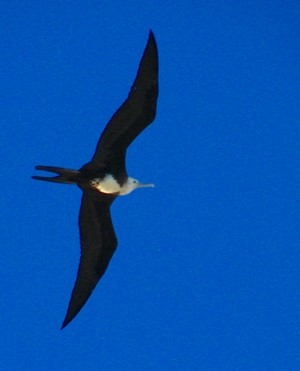 Frigate Bird