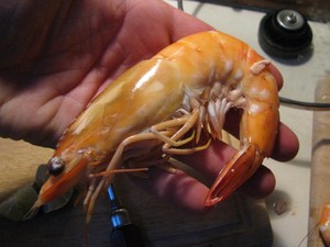 Palm-sized shrimp