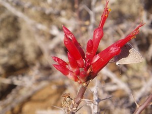 Flowering succulent
