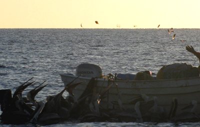 Pelicans awaiting fish from panga