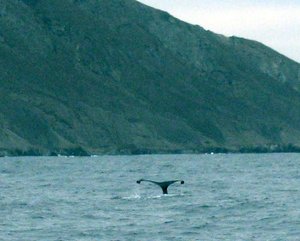 Tail of sounding Whale